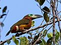 Selenidera reinwardtii langsdorfii - Golden-collared toucanet (female); Careiro, Amazonas, Brazil