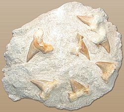 Archivo:Shark teeth in stone