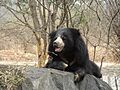 Sloth Bear at BBP