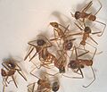 Starr 050610 2340 anoplolepis gracilipes