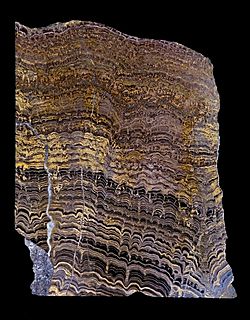 Archivo:Stromatolites Cochabamba