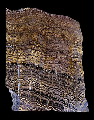 Archivo:Stromatolites Cochabamba