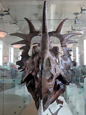 Archivo:Styracosaurus