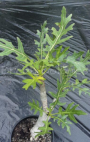 Thamnoseris lacerata