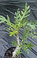 Thamnoseris lacerata