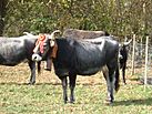 Vaca tudanca en la feria de San José.