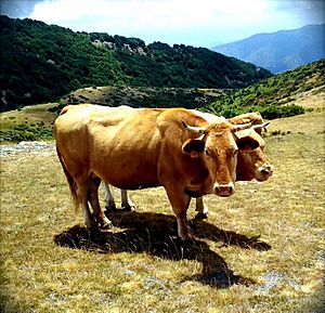 Archivo:Vaques pasturant sota el Matagalls