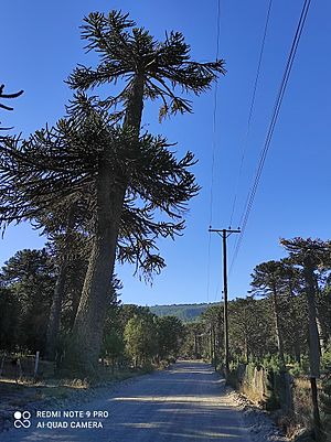 Archivo:Villa Pehuenia- Un milenario árbol de pehuén (Araucaria arauca)