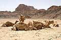 Wadi Rum Desert, Jordan, Camels in the desert