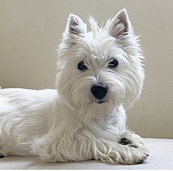 Archivo:West Highland White Terrier Pippa