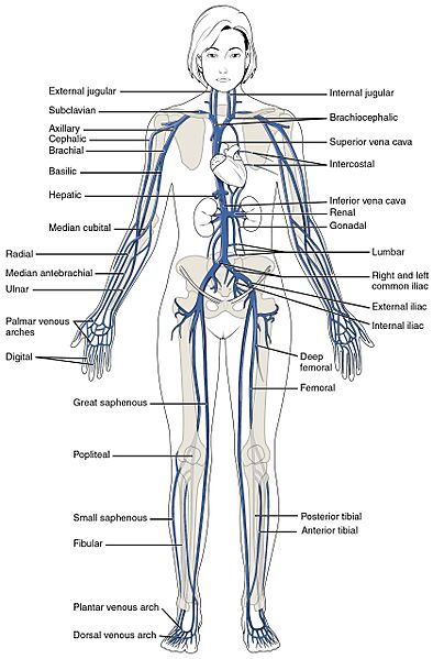 2131 Major Systematic Veins