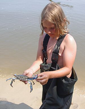 Archivo:A big blue crab (7831255628)