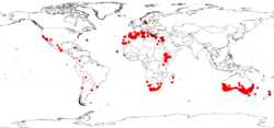 Distribución mundial de Acacia saligna (GBIF).