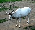 Addax nasomaculatus