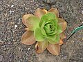 Aeonium nobile - Jardín Botánico Canario