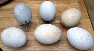 Archivo:Aepyornis eggs