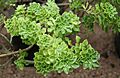Aichryson pachycaulon IMG 2398