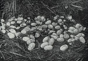 Archivo:Alligator eggs and young alligators
