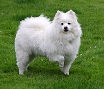 American Eskimo Dog 1