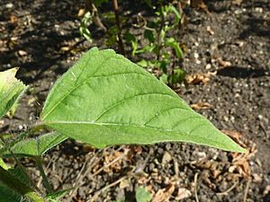 Archivo:Anoda cristata 'Spurred Anoda' (Malvaceae) leaf