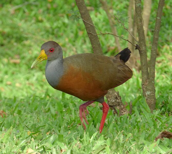 Aramides cajanea (Chilacoa colinegra) (14636758294)