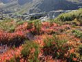 Ascenso a Peña Trevinca desde el norte (entre Galicia y Castilla y León) 02