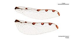 Austropetalia tonyana female wings (34895254972).jpg