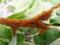 Automeris io 1st instar 1 sjh