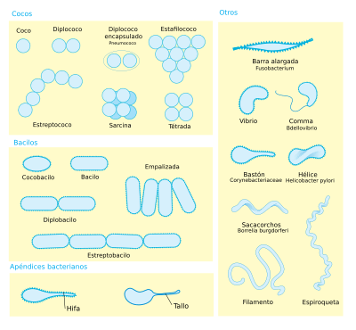Archivo:Bacterial morphology diagram-es