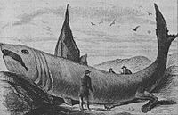 Archivo:Basking shark Harper's Weekly October 24, 1868