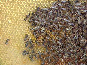 Archivo:BeesAndHoneycombs01