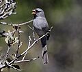 Black-chinned Sparrow (Spizella atrogularis) (16690054929)