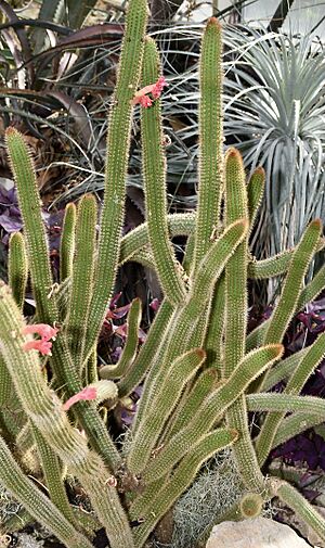Archivo:Cactaceae Cleistocactus samaipatanus 1