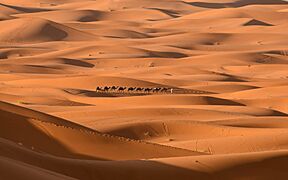 Caravane de chameaux au milieu des dunes de Merzouga