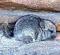 Chinchilla brevicaudata