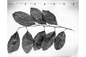 Archivo:Chrysophyllum oliviforme leaves