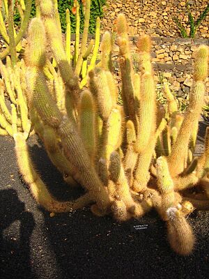 Archivo:Cleistocactus-tupiscensis