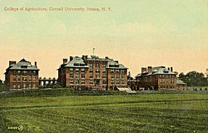 Archivo:Cornell postcard stone roberts east roberts 1905