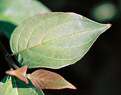 Archivo:Cornus sericea leaf