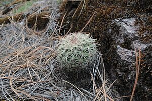Archivo:Coryphantha compacta 5