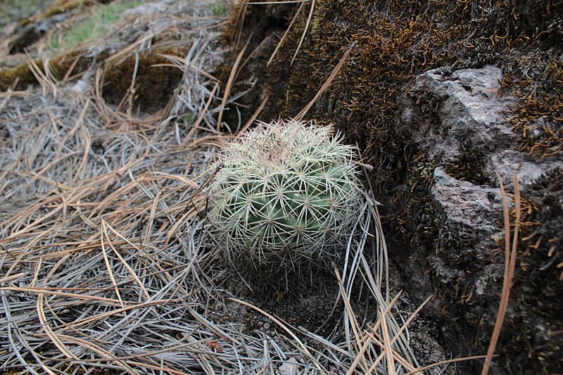 Coryphantha compacta 5