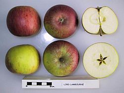 Archivo:Cross section of Lord Lambourne (EMLA 1), National Fruit Collection (acc. 1979-173)
