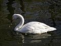 Cygnus cygnus from zh