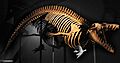 Cynthiacetus squelette
