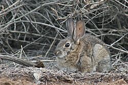 Archivo:Desert Cottontail with tick in ear