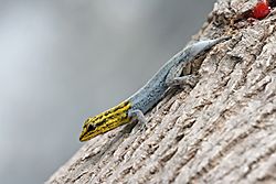 Dwarf Yellow-headed gecko edit.jpg