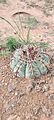Echinocactus horizonthalonius australis