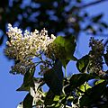 Ehretia acuminata fleur