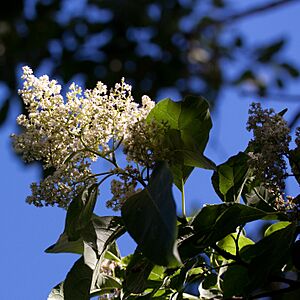 Archivo:Ehretia acuminata fleur