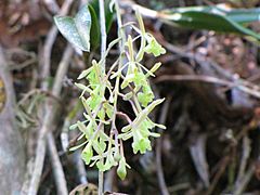 Archivo:Epidendrum conopseum 1